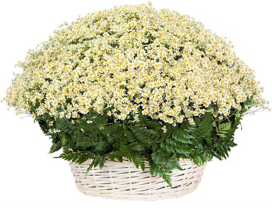 Цветочная композиция из Ромашки в корзине в Игриме